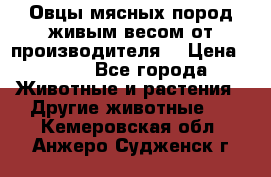 Овцы мясных пород живым весом от производителя. › Цена ­ 110 - Все города Животные и растения » Другие животные   . Кемеровская обл.,Анжеро-Судженск г.